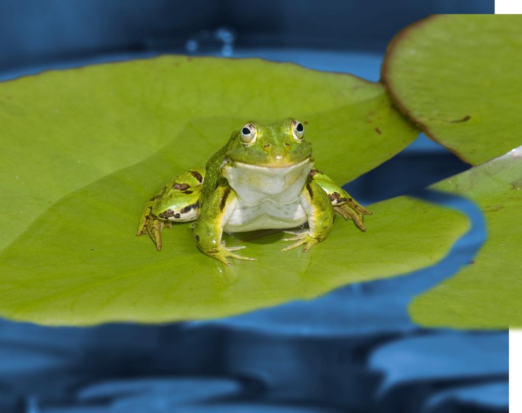 Ein Frosch sitzt zur Kamera gerichtet auf einer Wasserpflanze.